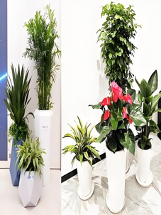 慈溪植物租赁热选，打造清新宜人的空间环境